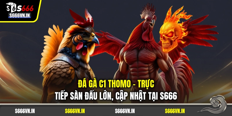 Đá Gà C1 Thomo - Trực Tiếp Sàn Đấu Lớn, Cập Nhật Tại S666