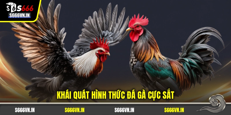 Khái quát hình thức đá gà cực sắt Khái quát hình thức đá gà cực sắt
